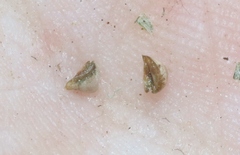 Oreocarya suffruticosa