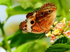 Junonia zonalis
