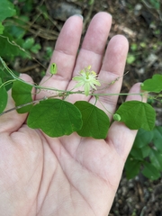 Passiflora filipes