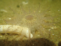Harenactis attenuata