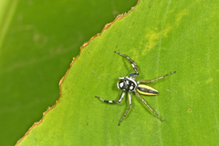 Phintelloides versicolor