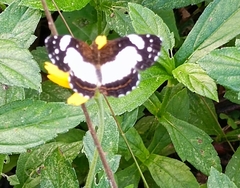 Janatella leucodesma