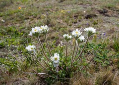 Anemonastrum crinitum