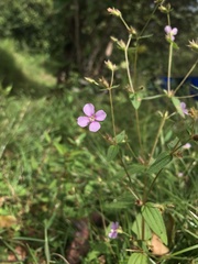 Arthrostemma ciliatum