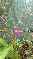 Cosmos bipinnatus