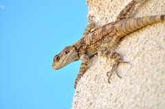 Laudakia vulgaris