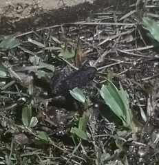 Leptodactylus melanonotus
