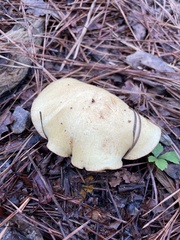 Suillus granulatus