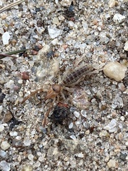 Eremobatidae