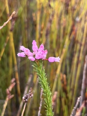 Erica obliqua