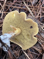 Suillus granulatus