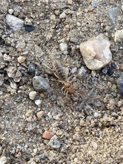 Eremobatidae