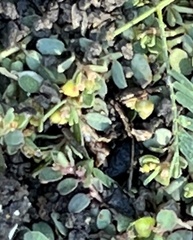 Euphorbia prostrata
