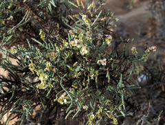 Haloxylon scoparium