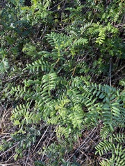 Osteomeles anthyllidifolia