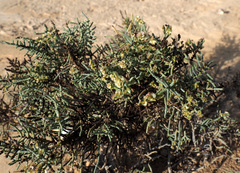 Haloxylon scoparium