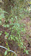 Vaccinium elliottii