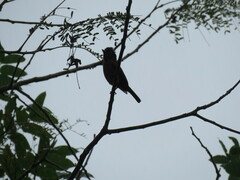 Pachyramphus aglaiae