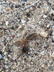 Eremobatidae
