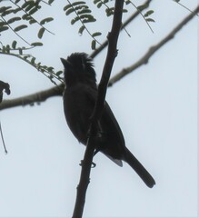 Pachyramphus aglaiae