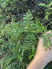 Osteomeles anthyllidifolia