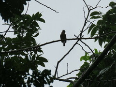 Pachyramphus aglaiae