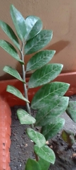 Zamioculcas