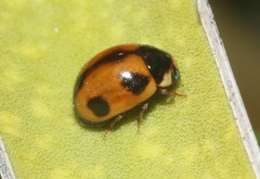 Brachiacantha albifrons