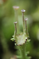 Cladonia bellidiflora