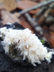 Hericium coralloides