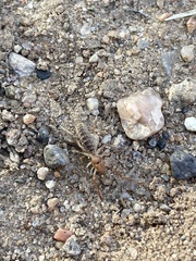 Eremobatidae