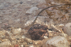 Psammophis schokari