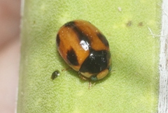 Brachiacantha albifrons