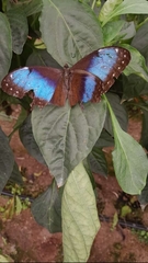 Morpho deidamia
