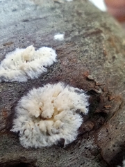 Hericium coralloides