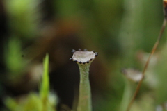Cladonia bellidiflora