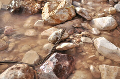 Psammophis schokari