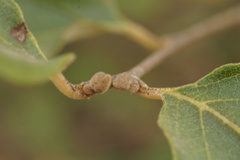 Styrax officinalis