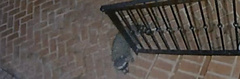 Procyon lotor psora