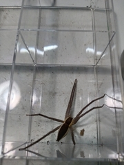 Nilus