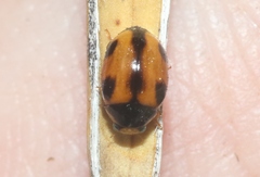 Brachiacantha albifrons