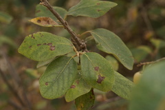 Styrax officinalis