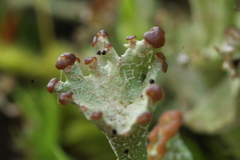 Cladonia bellidiflora