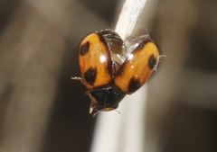Brachiacantha albifrons