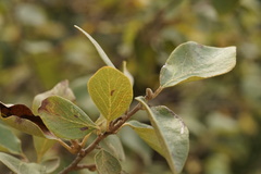 Styrax officinalis