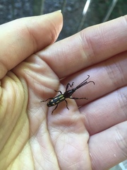 Ectocemus decemmaculatus
