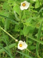 Hibiscus trionum