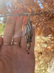 Thyridopteryx ephemeraeformis