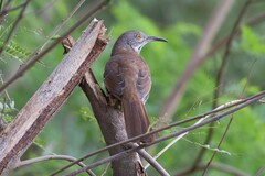 Toxostoma longirostre