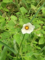 Hibiscus trionum